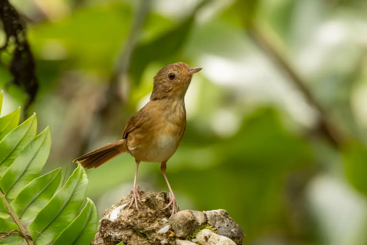 File:Pellorneum tickelli - dhfischer - 523161876.jpeg