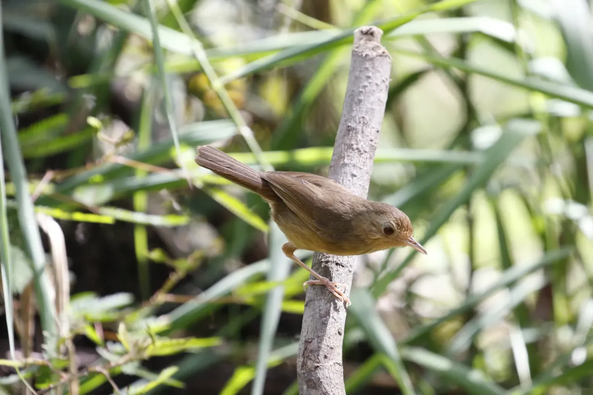 File:Pellorneum tickelli - Mickey Wu - 534967357.jpeg