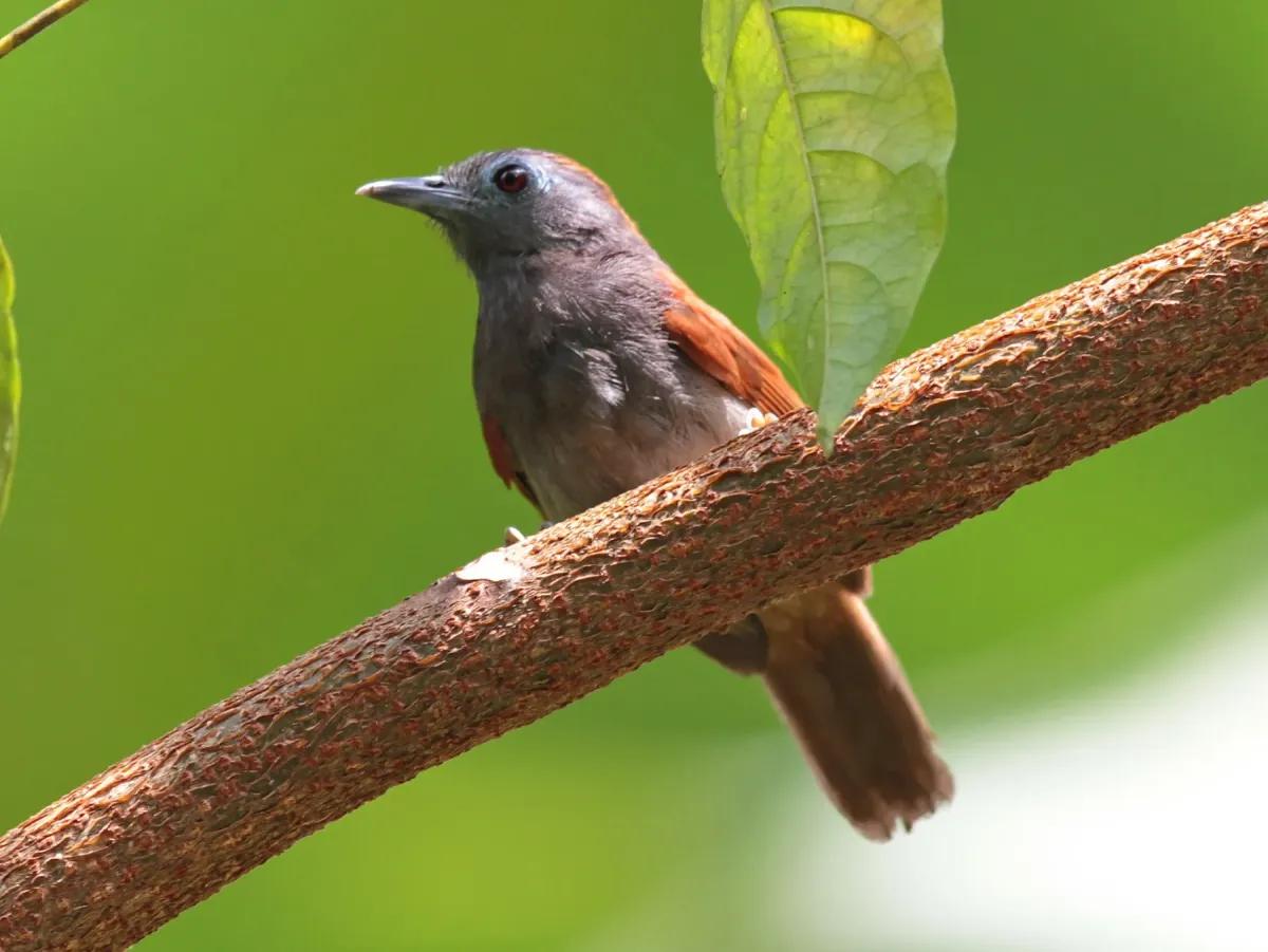 File:Cyanoderma erythropterum - Ian Dugdale - 546786683.jpeg