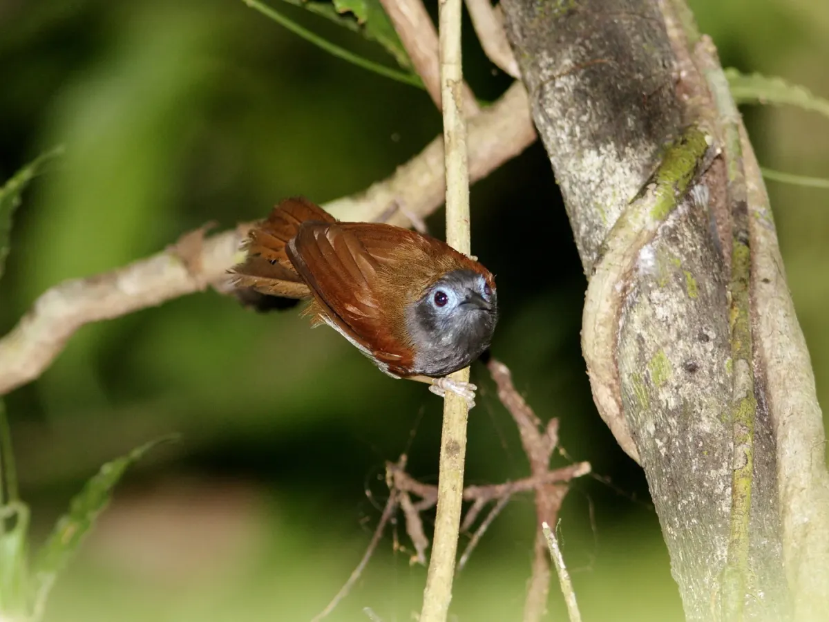 File:Cyanoderma erythropterum - Ian Dugdale - 546786705.jpeg