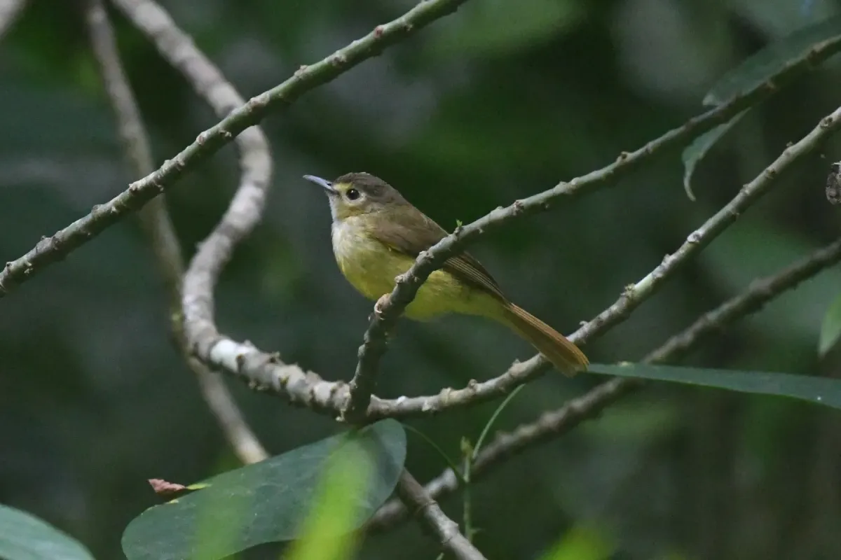 File:Tricholestes criniger - Tristan Jobin - 346756102.jpeg