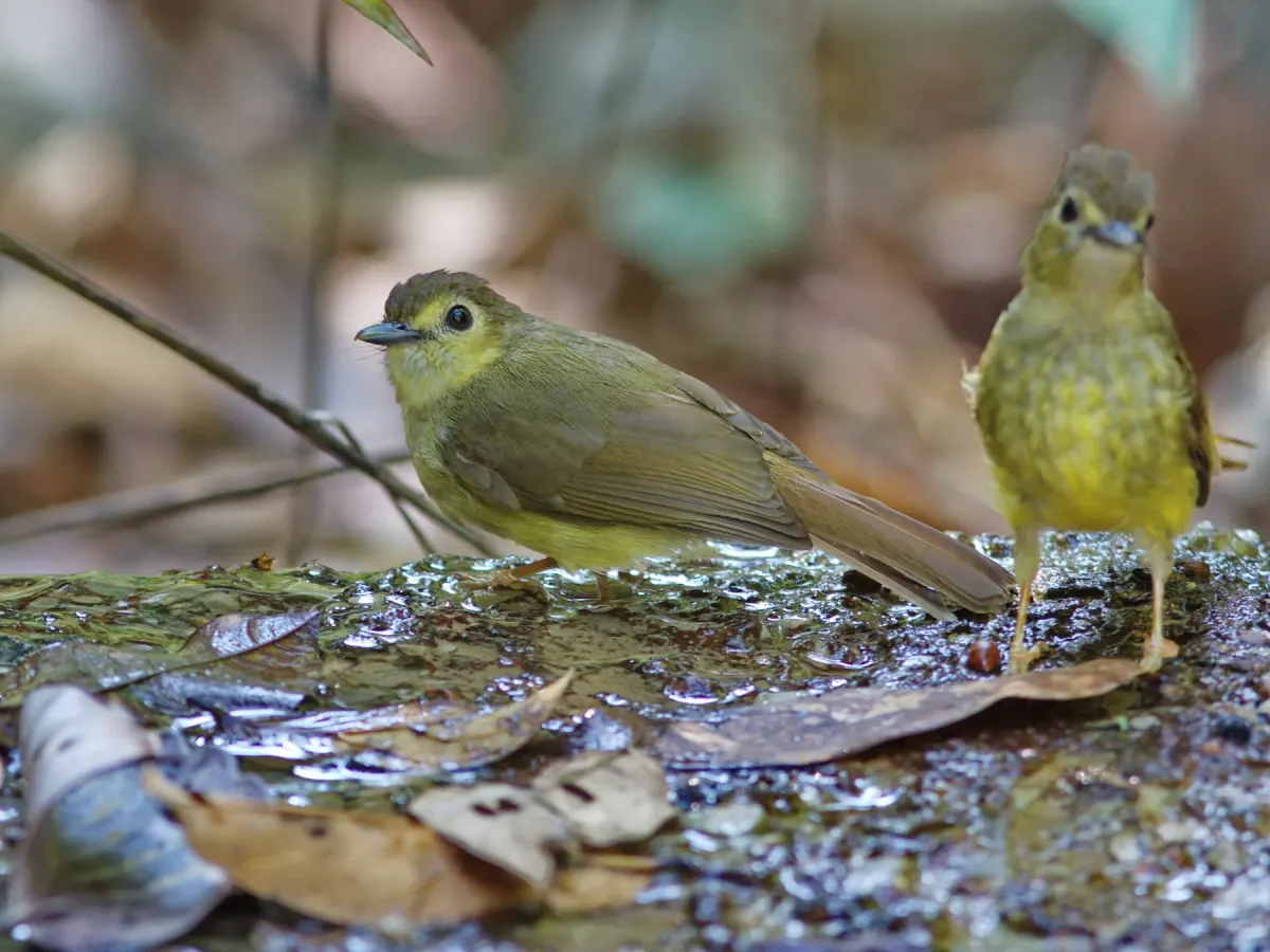 File:Tricholestes criniger - Ian Dugdale - 546784049.jpeg