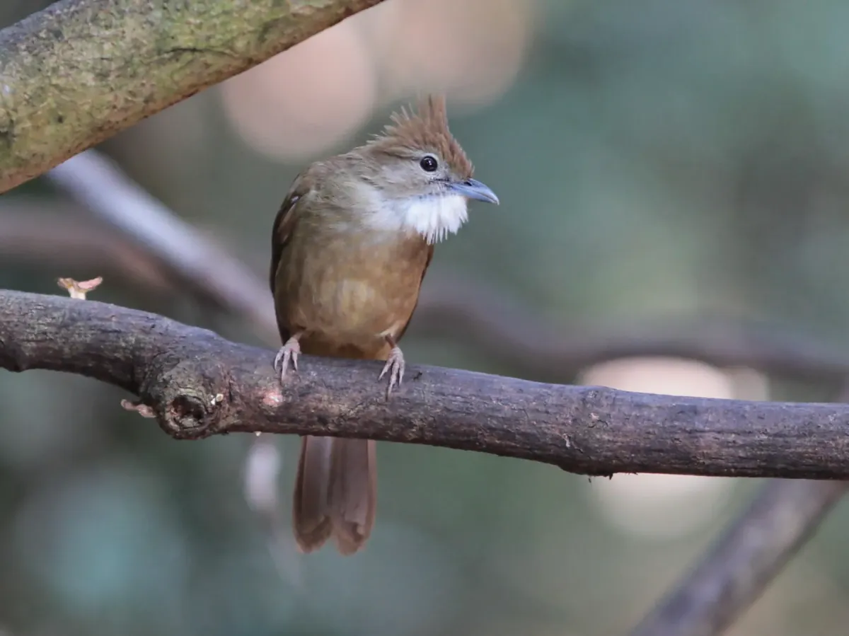 File:Alophoixus ochraceus - Ian Dugdale - 546696266.jpeg