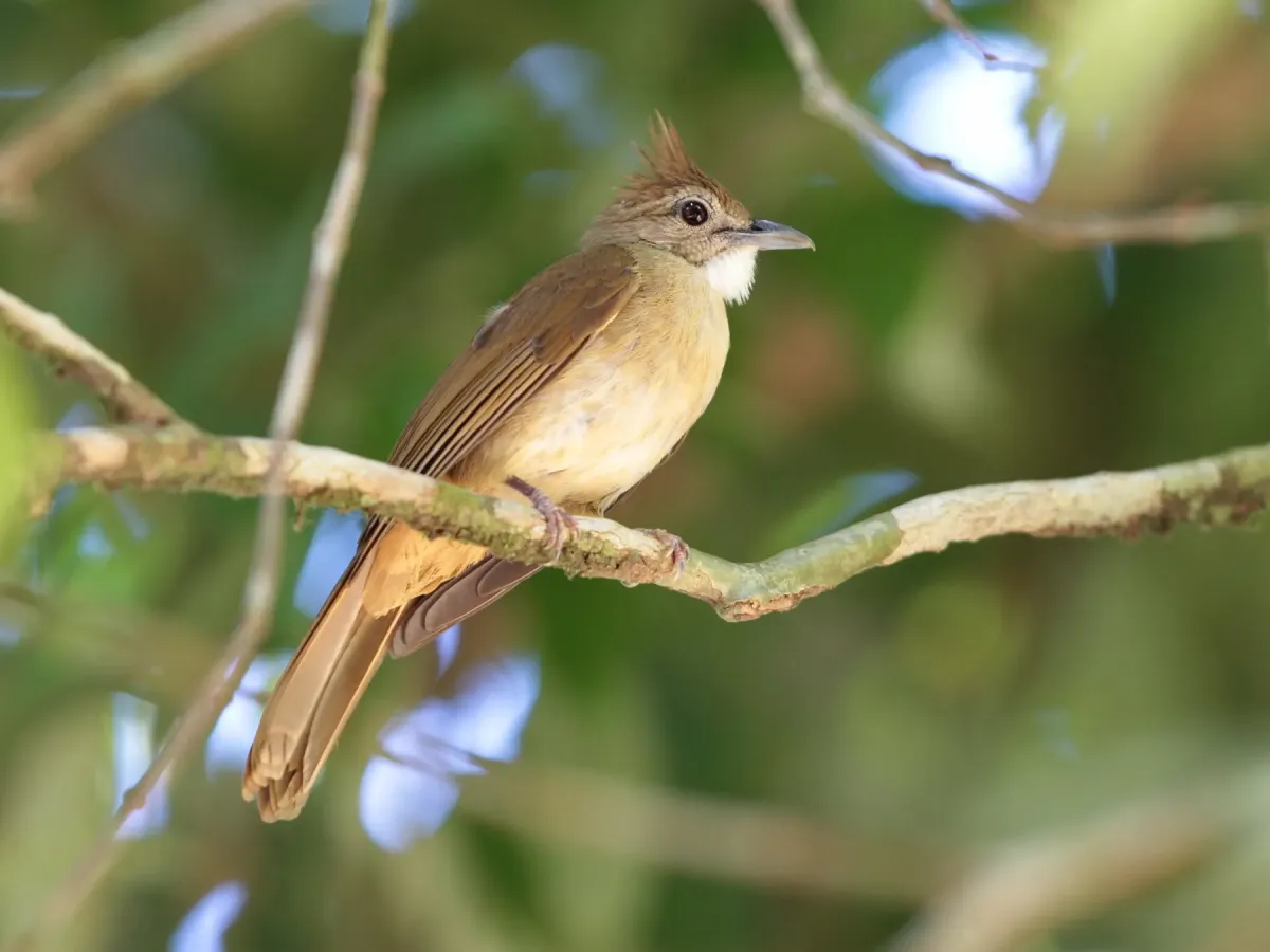 File:Alophoixus ochraceus - Ian Dugdale - 546238294.jpeg