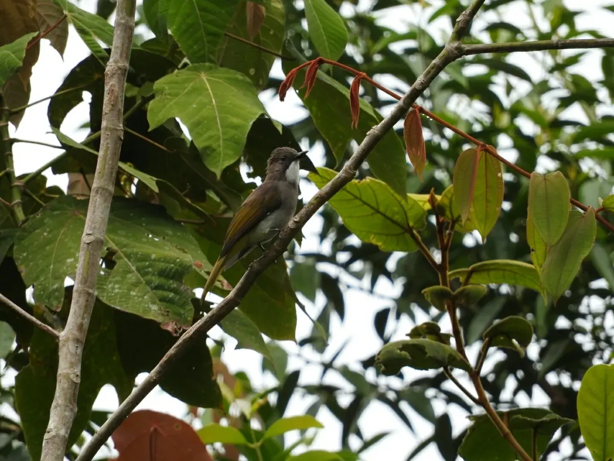 File:Hemixos cinereus - Subir B. Shakya - 27106998.jpeg