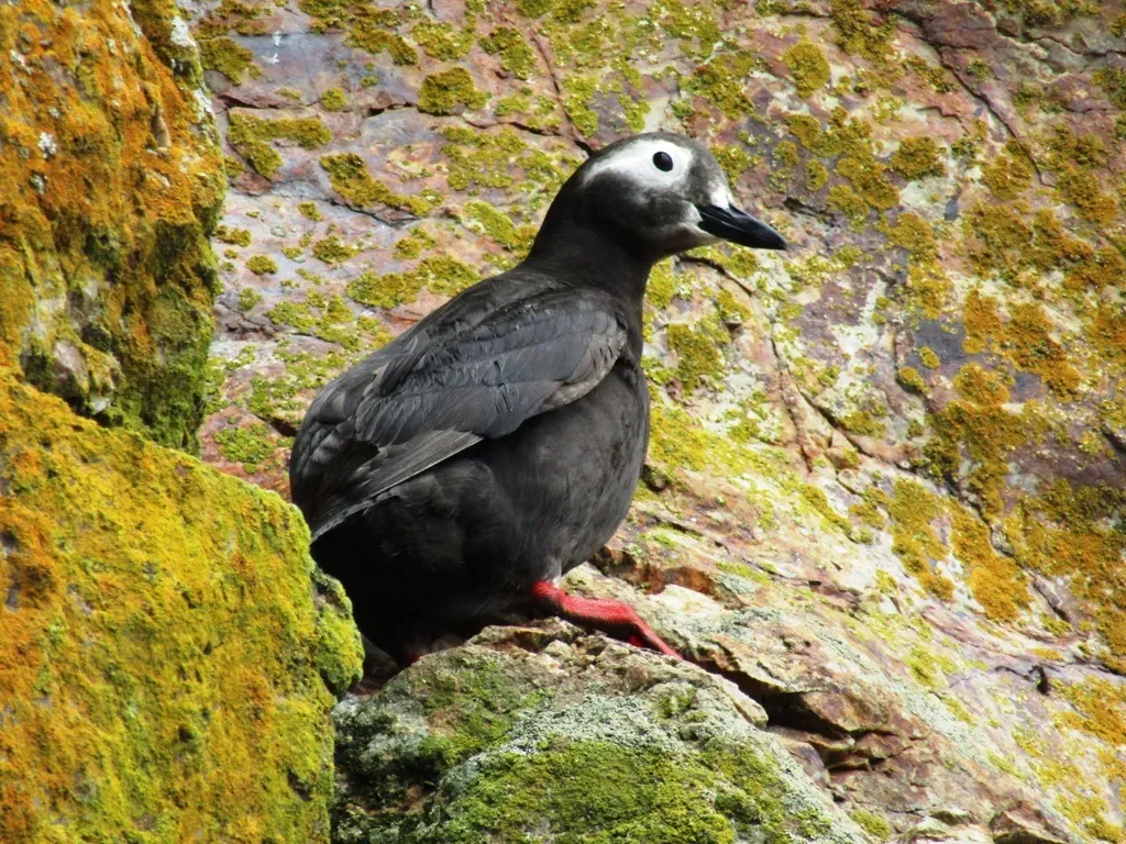 File:Cepphus carbo from iNaturalist photo 106648686.jpg