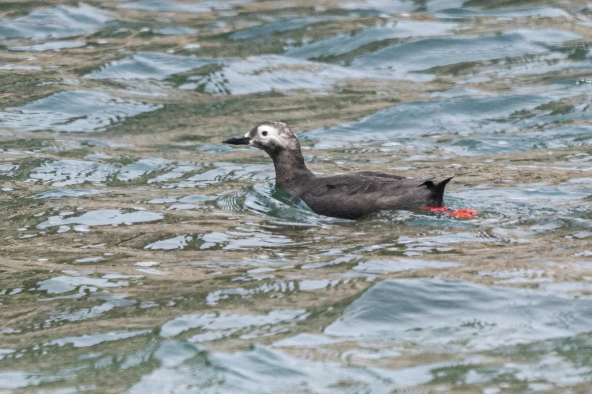 File:Cepphus carbo from iNaturalist photo 514551563.jpg