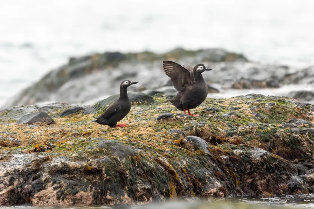 File:Cepphus carbo from iNaturalist photo 517511112.jpg