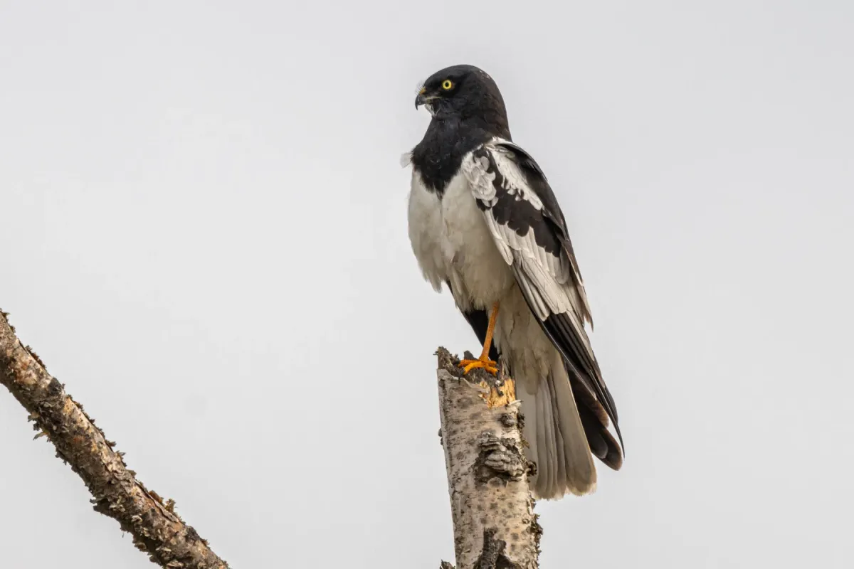 File:Circus melanoleucos from iNaturalist photo 550816843.jpg