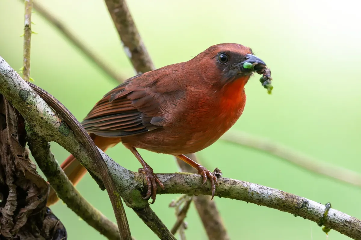 File:Driophlox fuscicauda - Adam Jackson - 441800283.jpeg