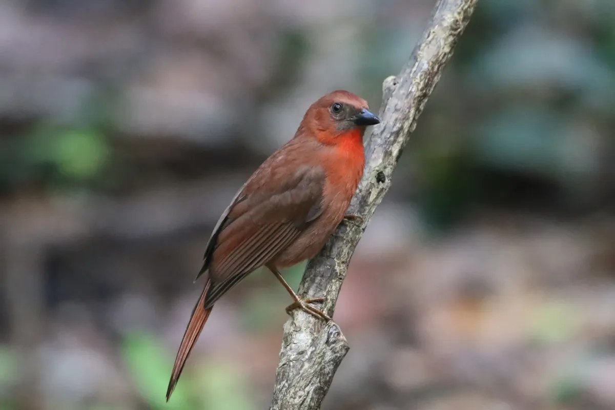 File:Driophlox fuscicauda - Henggang Cui - 170309334.jpeg