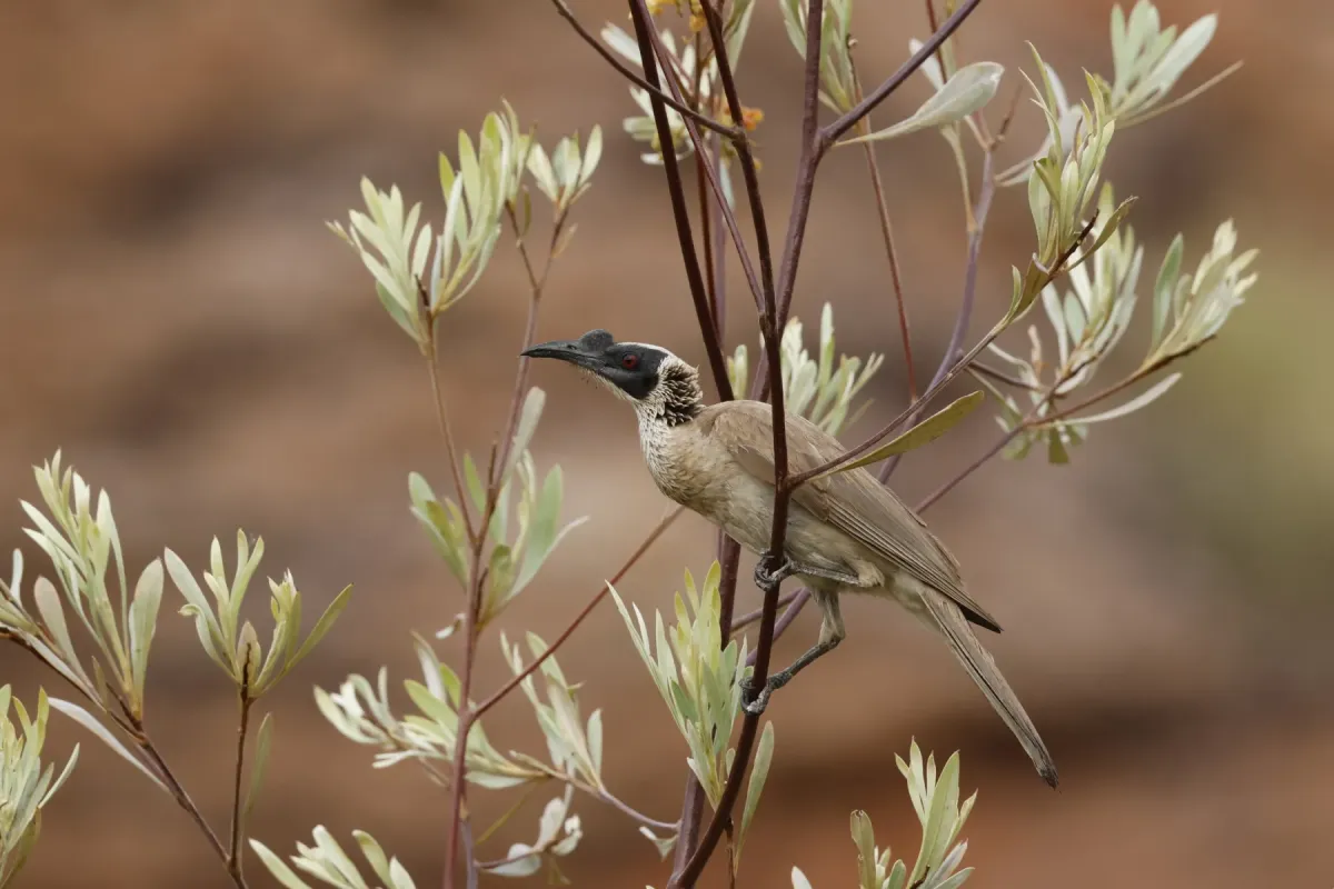 File:Philemon argenticeps - Romain Boisseau - 543438318.jpeg