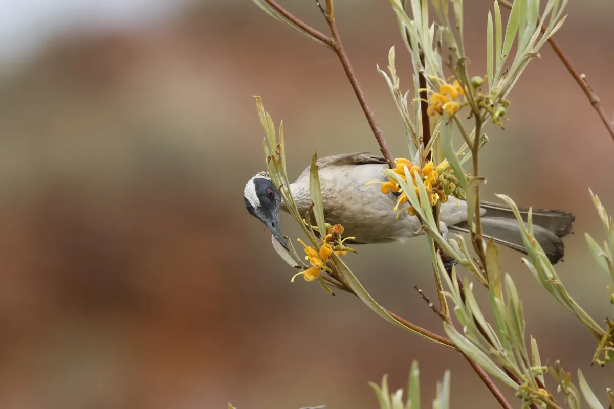 File:Philemon argenticeps - Romain Boisseau - 543438136.jpeg