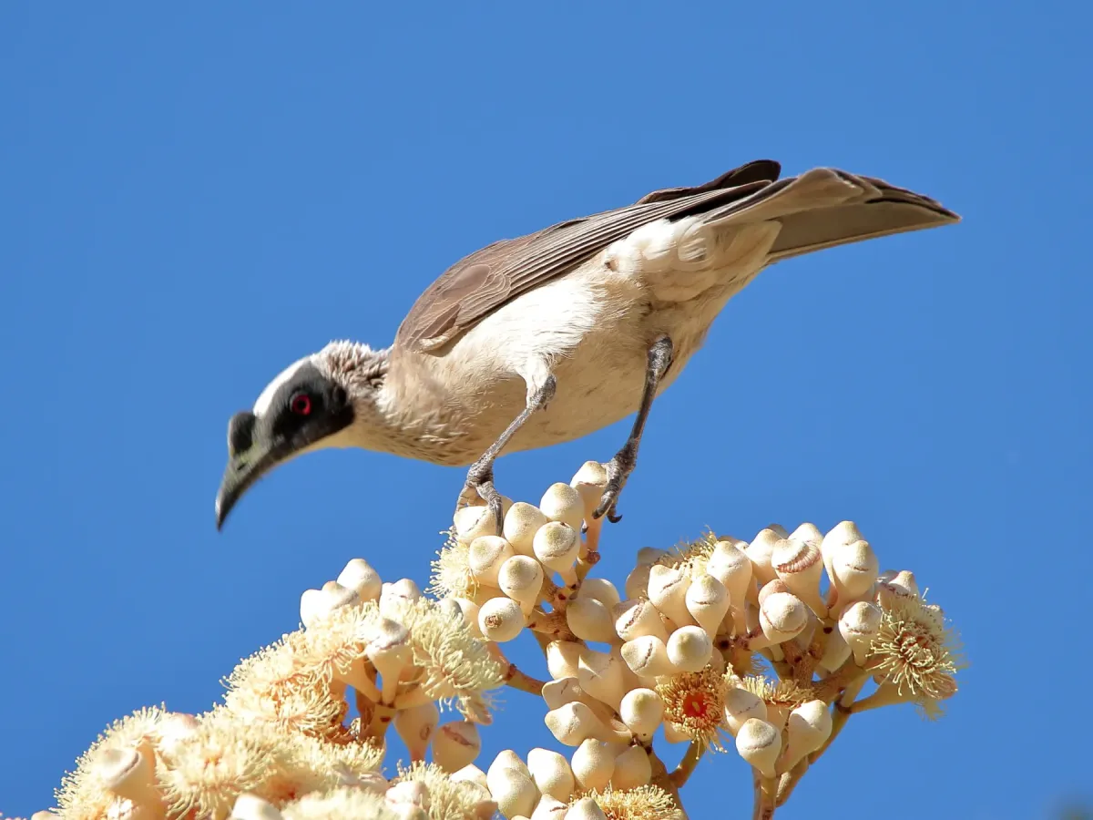 File:Philemon argenticeps - Graham Winterflood - 91723016.jpeg