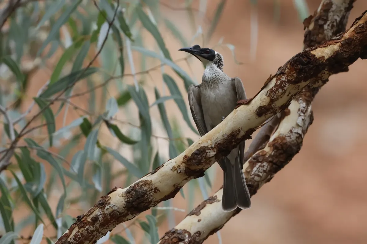 File:Philemon argenticeps - Romain Boisseau - 547876299.jpeg