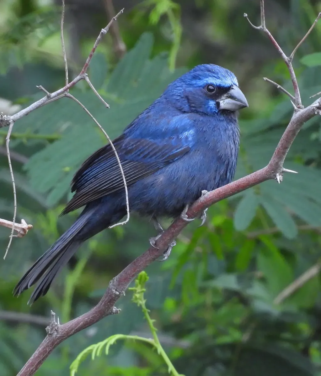 File:Cyanoloxia brissonii 581248390.jpg