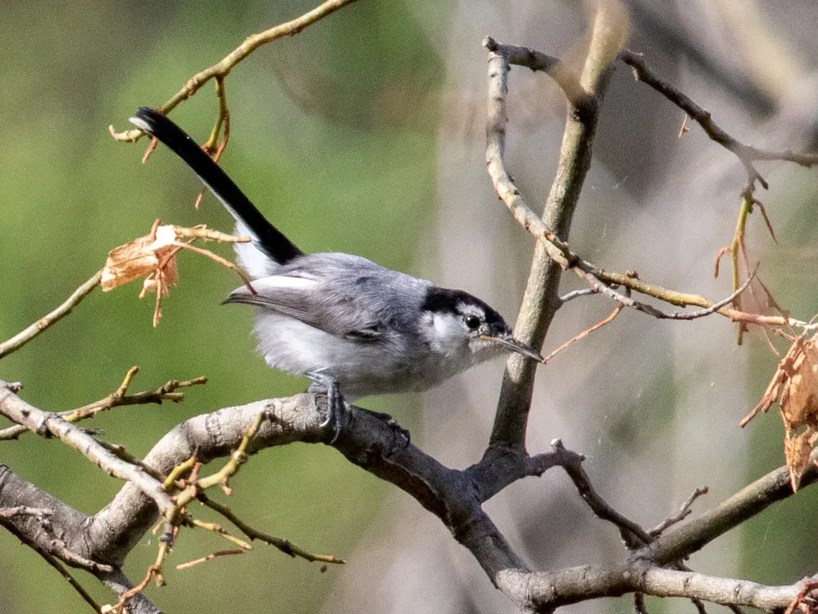 File:Polioptila maior 114805161 (cropped).jpg