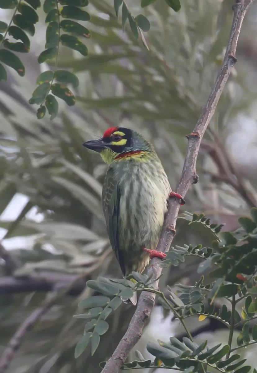 File:Coppersmith barbet (Psilopogon haemacephalus).jpg