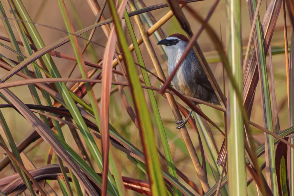 File:Chestnut-capped babbler (Timalia pileata) observed at Pilibhit tiger reserve.jpg