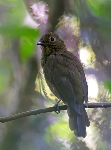 File:Schiffornis aenea Foothill Schiffornis; Cuñunbuza, Pasco, Peru.jpg