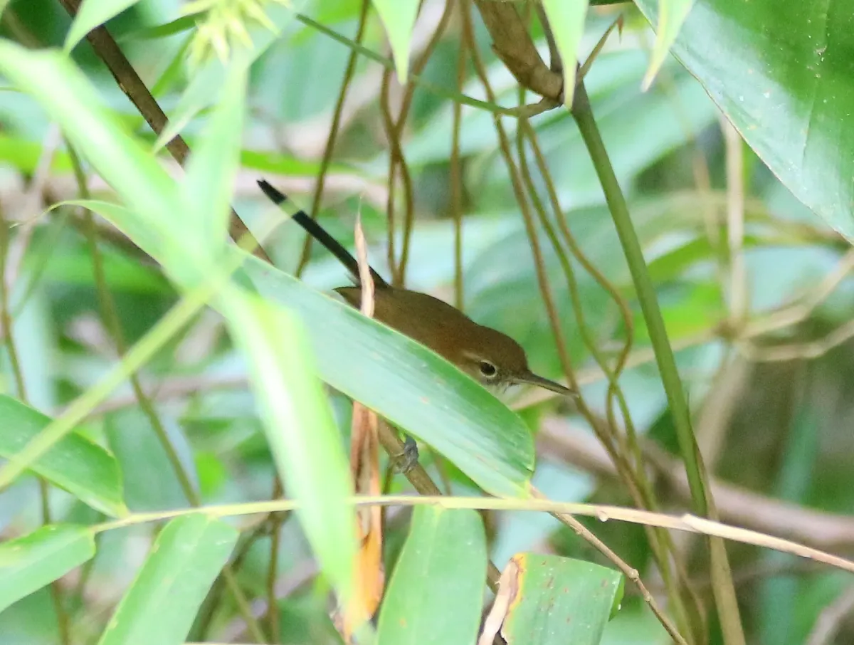 File:Ramphocaenus melanurus - vinicius s domingues - 299348371.jpeg