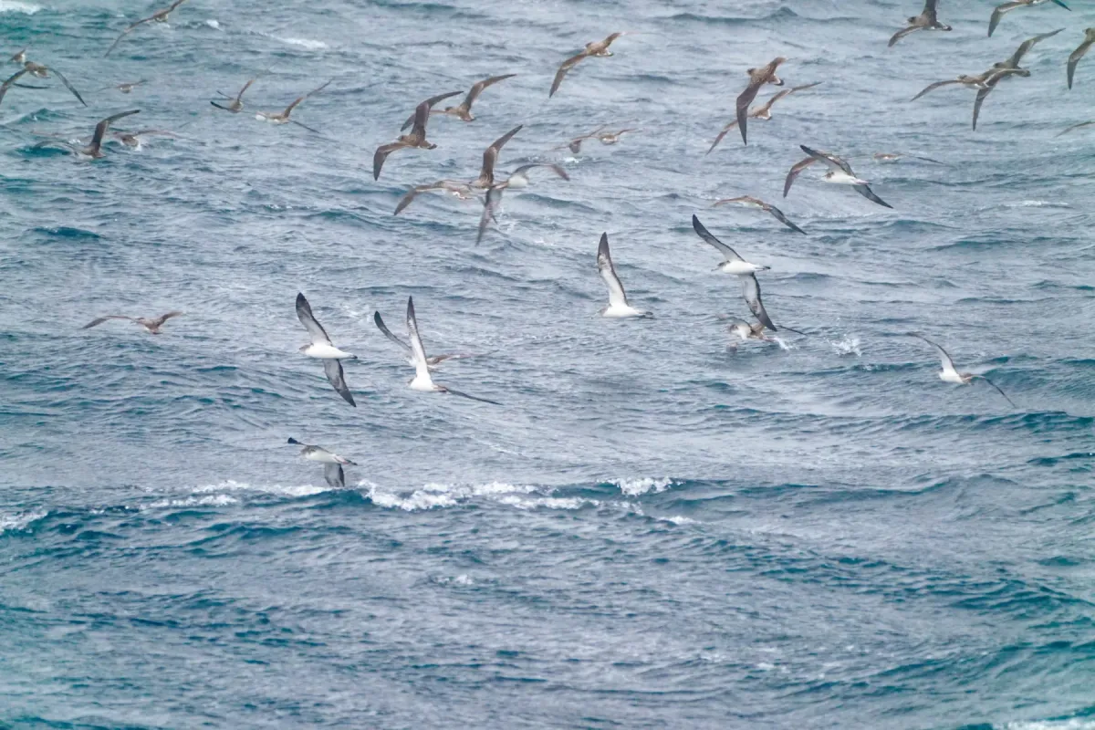 File:Calonectris leucomelas iNaturalist photo 186391541.jpg