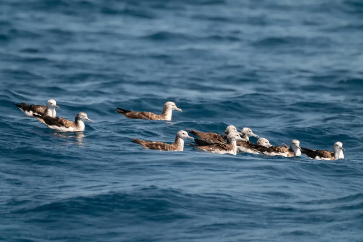 File:Calonectris leucomelas iNaturalist photo 311799964.jpg