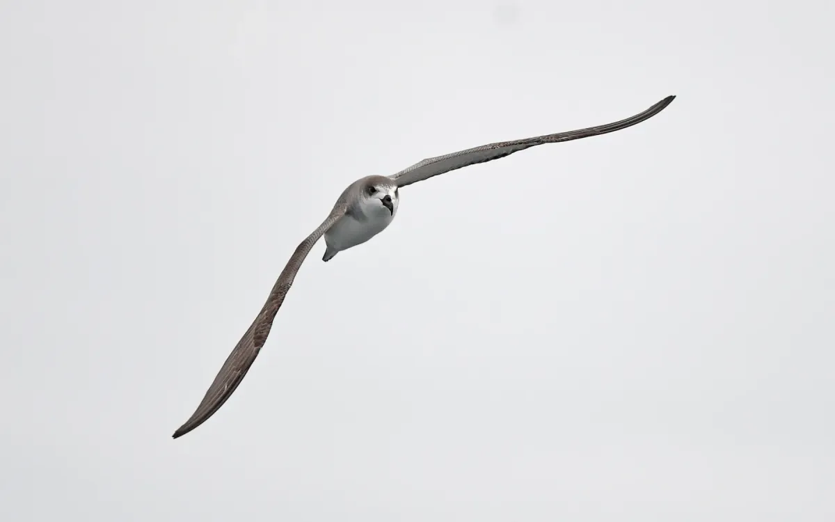 File:Pterodroma externa from iNaturalist photo 378848037.jpg