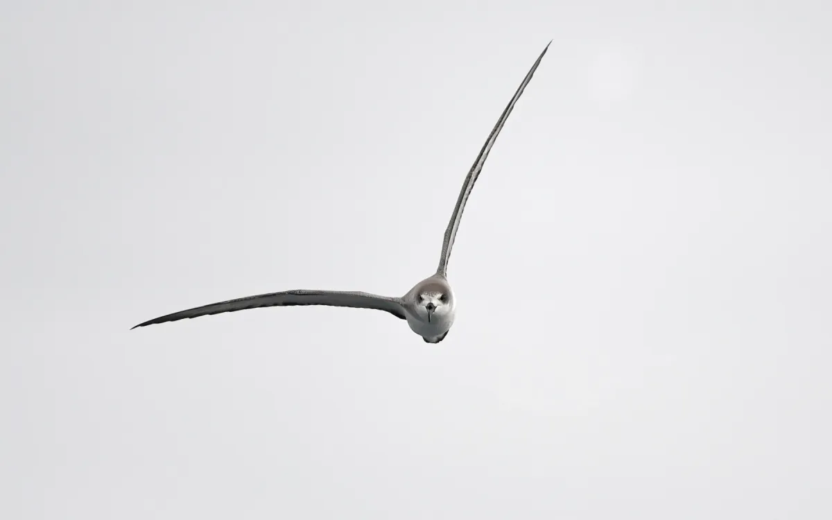 File:Pterodroma externa from iNaturalist photo 378848039.jpg