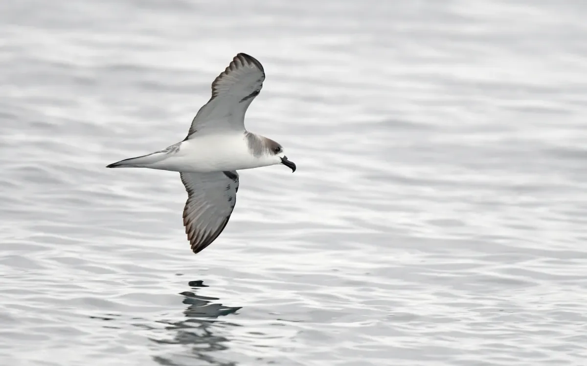 File:Pterodroma externa from iNaturalist photo 378848059.jpg