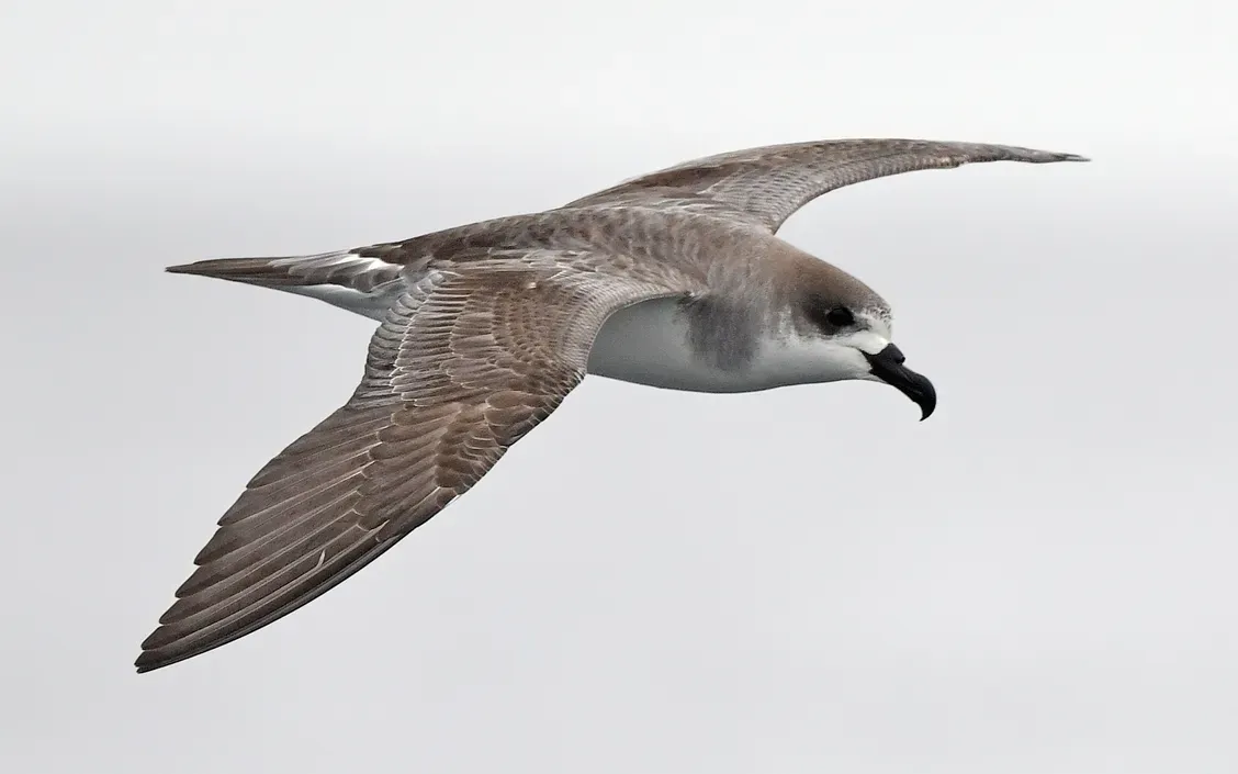 File:Pterodroma externa 378848054 (cropped).jpg