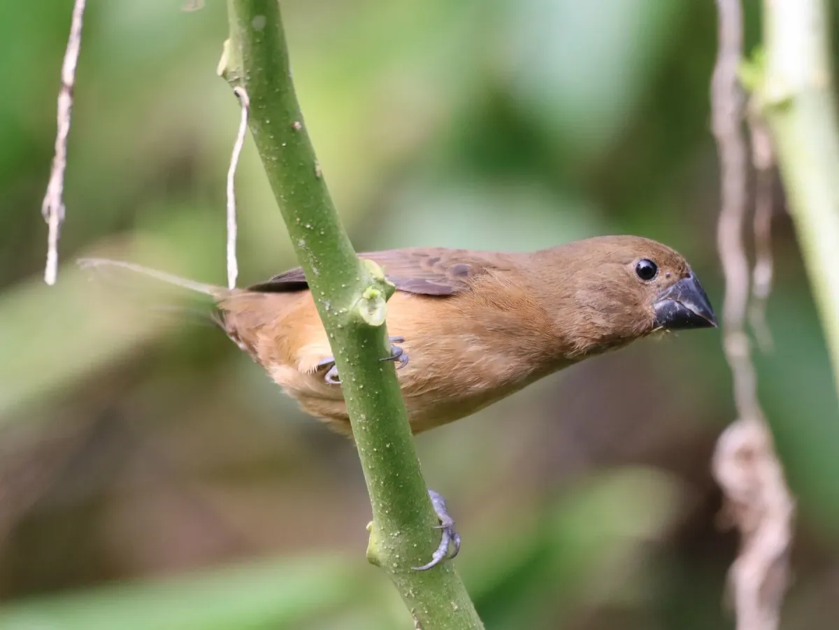 File:Sporophila angolensis - vinicius s domingues - 299348465.jpeg