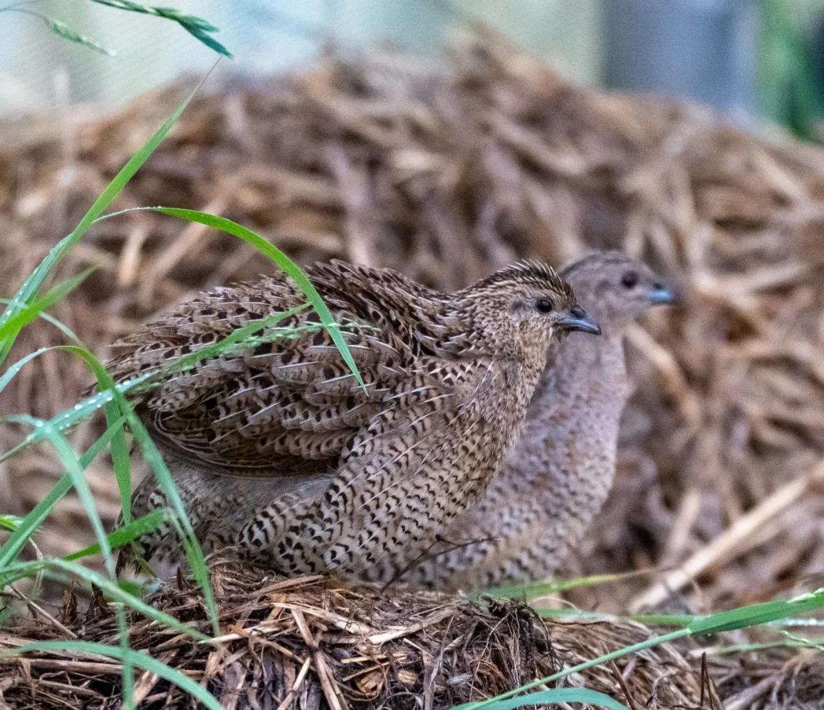 File:Synoicus ypsilophorus - Jonno Downes - 585911068.jpeg