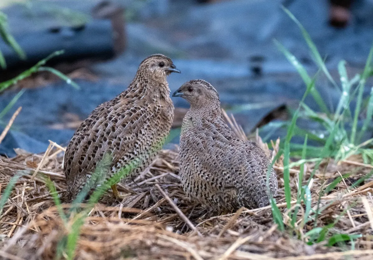 File:Synoicus ypsilophorus - Jonno Downes - 585911084.jpeg