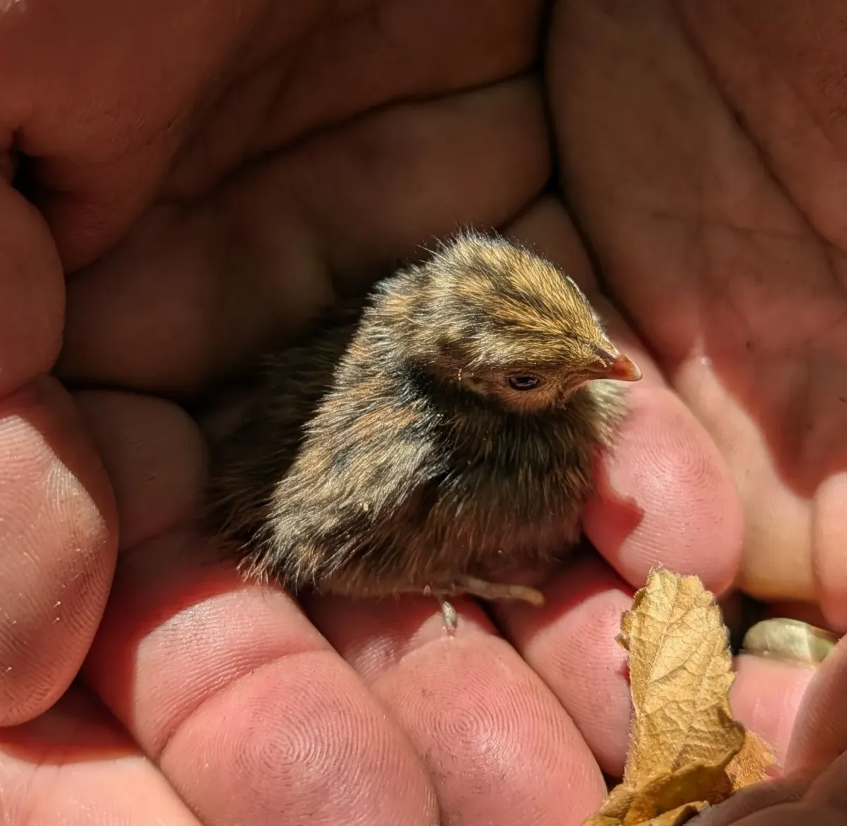 File:Synoicus ypsilophorus - Scott Warner - 571700960.jpeg