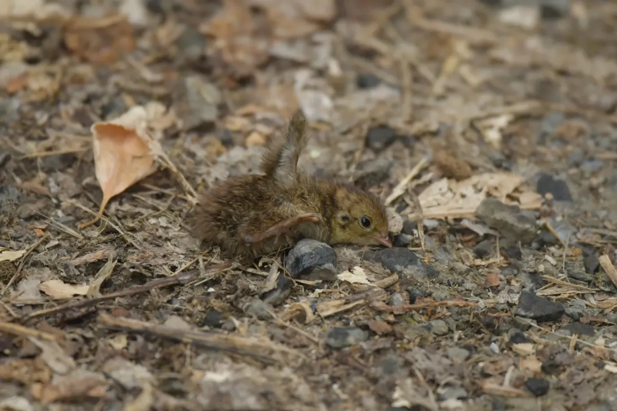 File:Synoicus ypsilophorus - Christopher Stephens - 530183366.jpeg