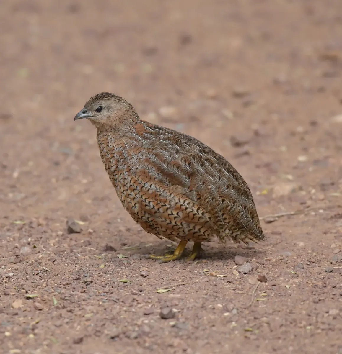 File:Synoicus ypsilophorus - Christopher Stephens - 530183168 (cropped).jpeg