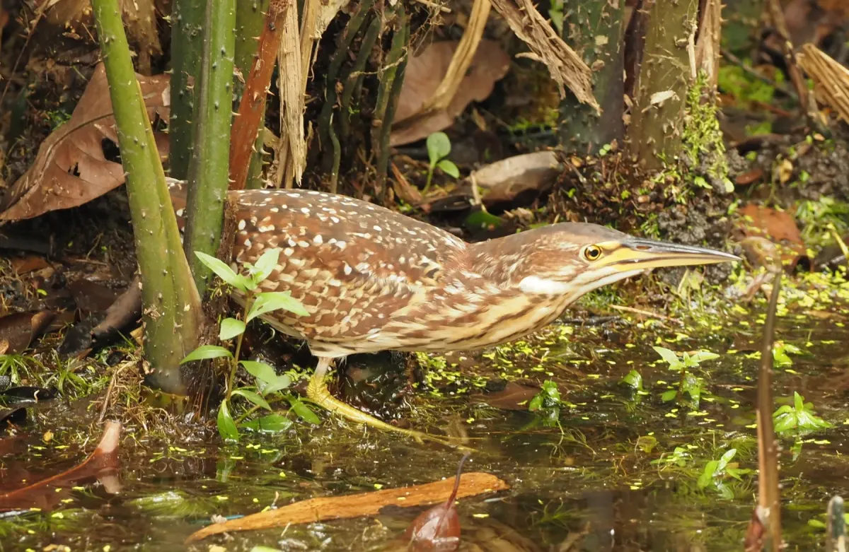 File:Botaurus eurhythmus from iNaturalist photo 473364920.jpg
