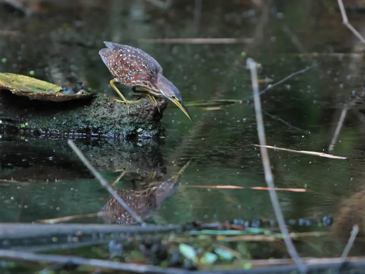 File:Botaurus eurhythmus from iNaturalist photo 546696908.jpg