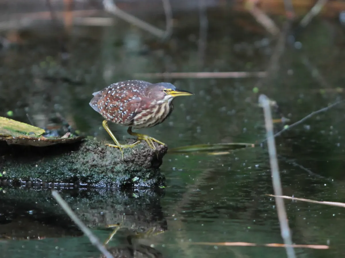 File:Botaurus eurhythmus from iNaturalist photo 546696911.jpg