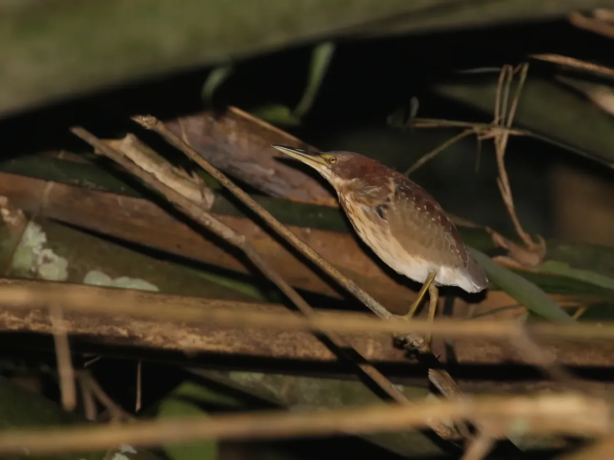 File:Botaurus eurhythmus from iNaturalist photo 547420875.jpg