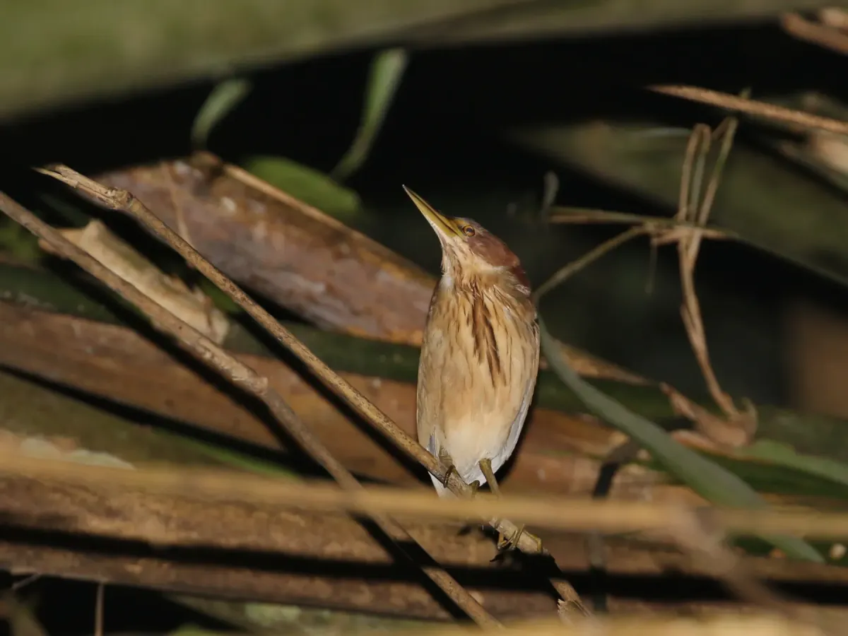 File:Botaurus eurhythmus from iNaturalist photo 547420902.jpg