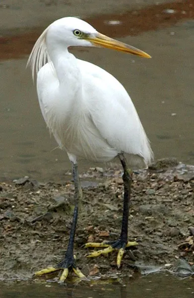 File:Egretta eulophotes from iNaturalist photo 2695411.jpg