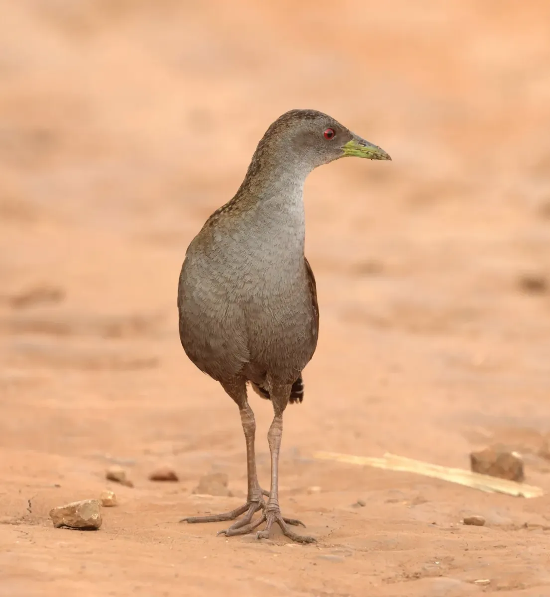 File:Mustelirallus albicollis - Miguel - 440162154.jpeg