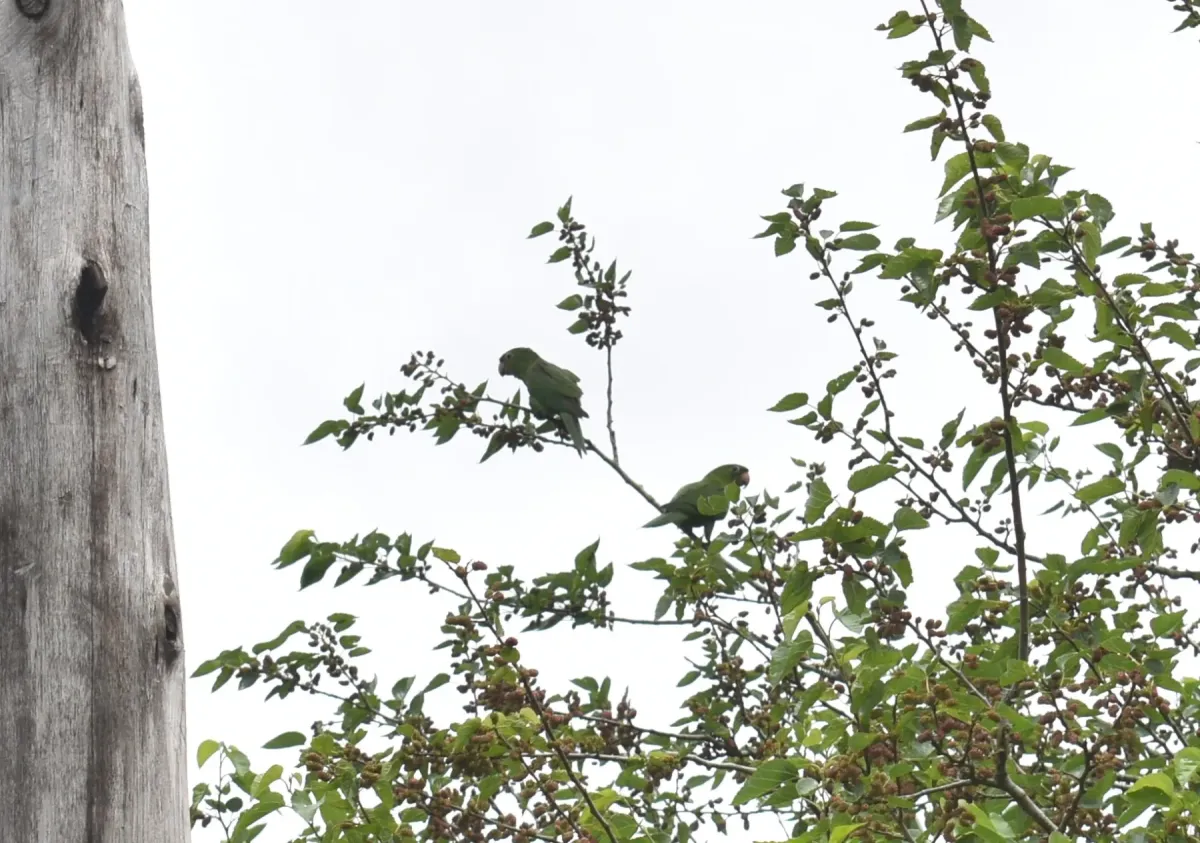 File:Psittacara leucophthalmus (Loro Maracaná) en el Paisaje Protegido Valle del Lunarejo, Rivera, Uruguay.jpg