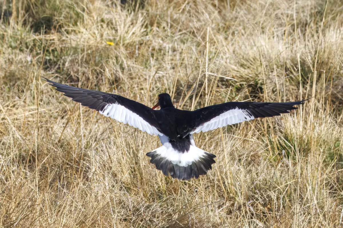 File:Magellanic oystercatcher (Haematopus leucopodus) landing Leona Amarga.jpg