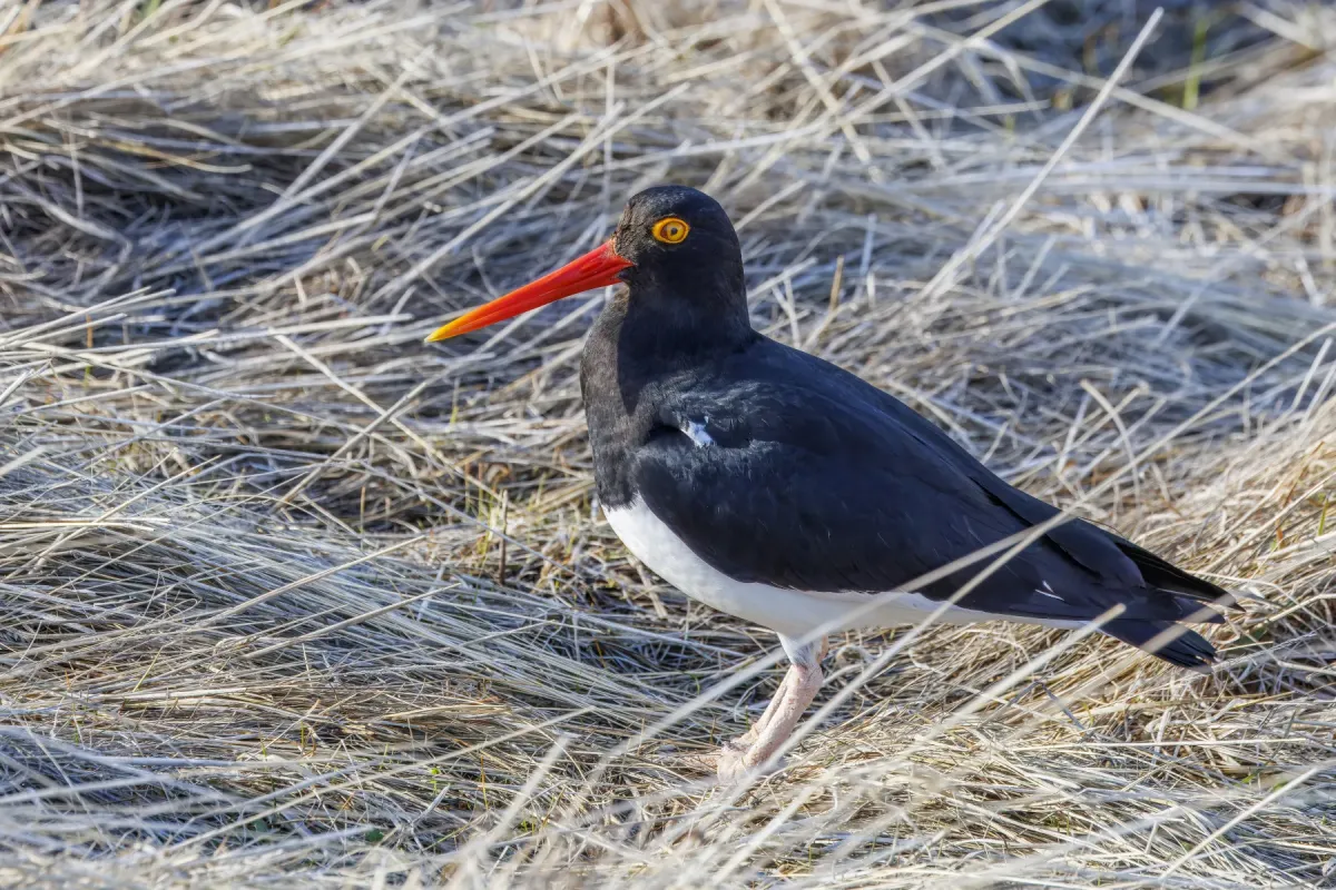 File:Magellanic oystercatcher (Haematopus leucopodus) Leona Amarga.jpg