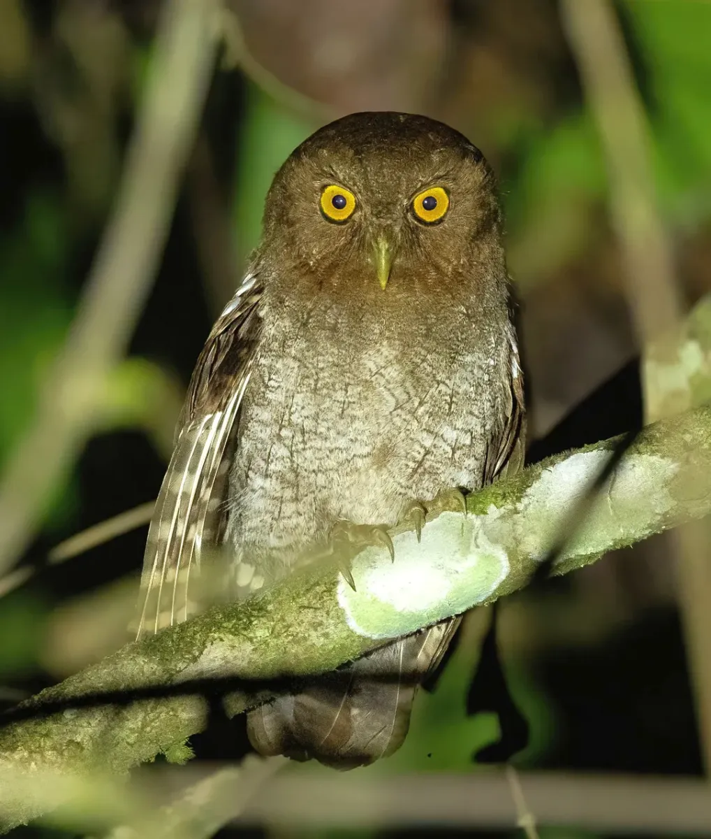 File:Megascops roraimae (cropped).jpg