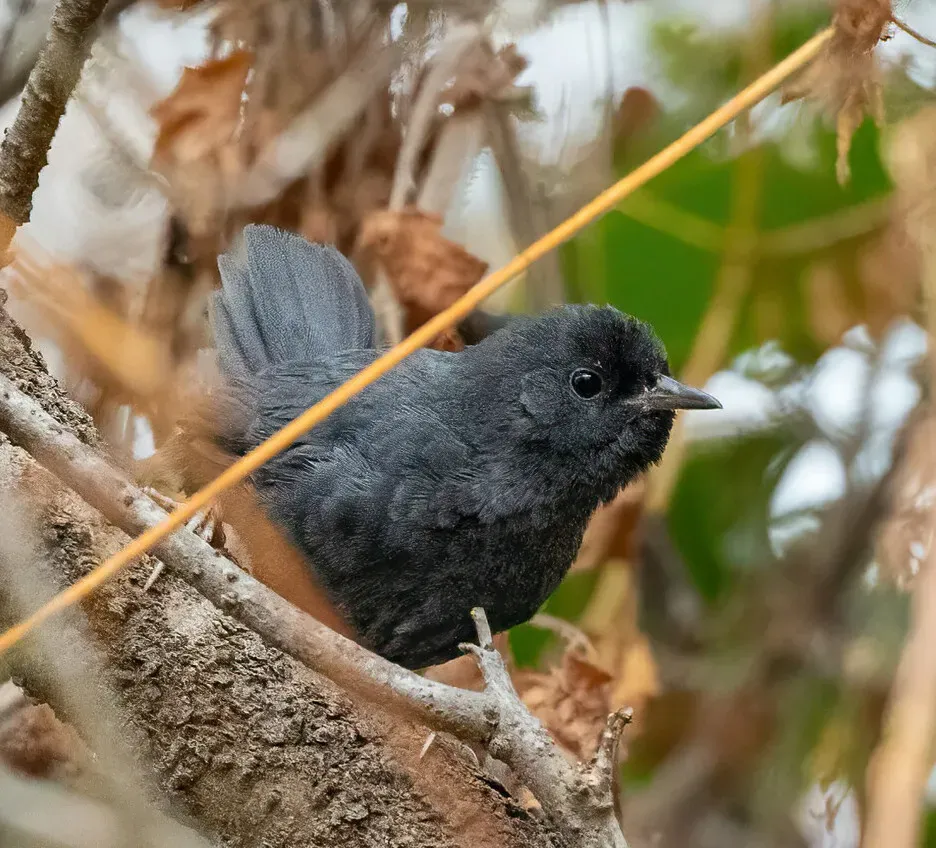 File:Scytalopus fuscus 355136174 (cropped).jpg