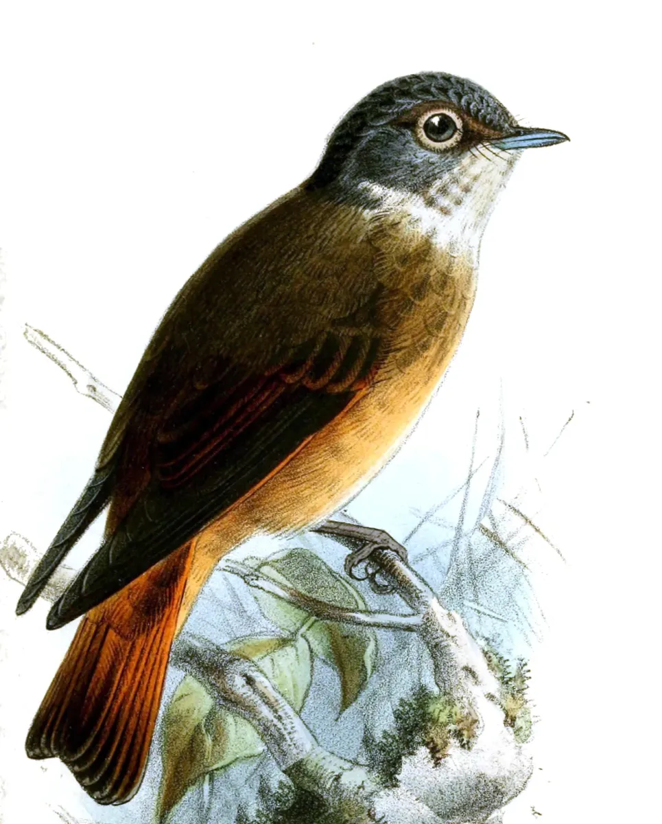 File:Muscicapa ferruginea Keulemans.jpg
